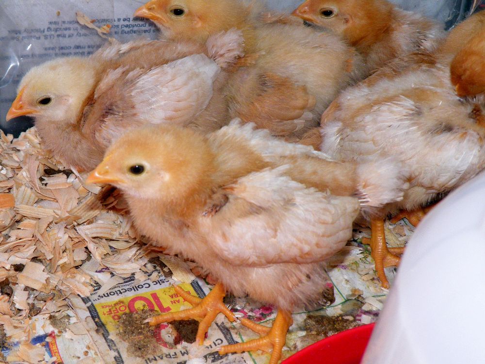 Male vs female chicks BackYard Chickens Learn How to Raise Chickens